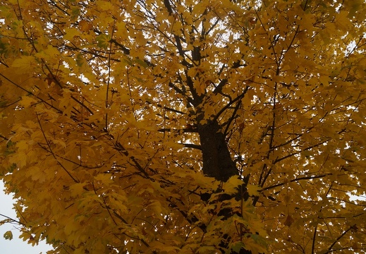Sonbahar-Resimleri-Autumn-17102016 30