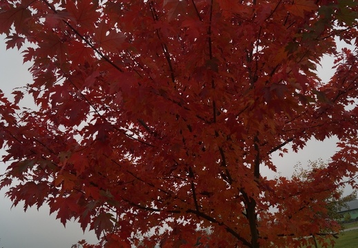 Sonbahar-Resimleri-Autumn-17102016 60