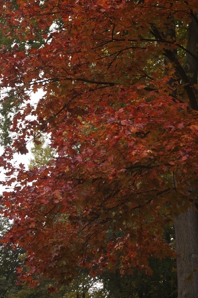 Sonbahar-Resimleri-Autumn-17102016_79.jpg