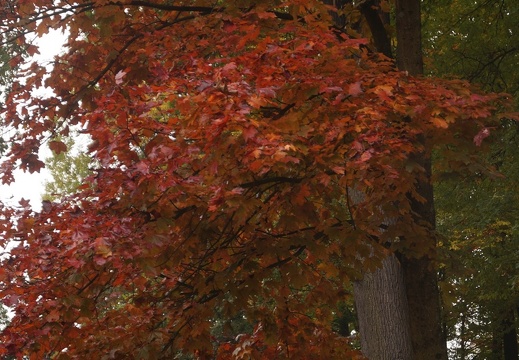 Sonbahar-Resimleri-Autumn-17102016 80
