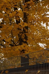 Sonbahar-Resimleri-Autumn-17102016 106