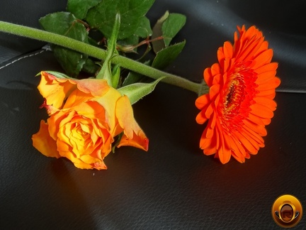 Çiçek-Resimleri-Flowers-Blumen-V110620210033-N17