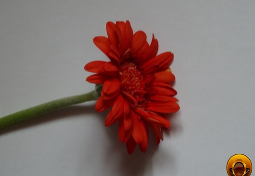 Çiçek-Resimleri-Flowers-Blumen-V170620211104-N21