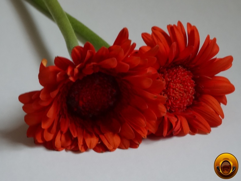 Çiçek-Resimleri-Flowers-Blumen-V170620211104-N23.JPG