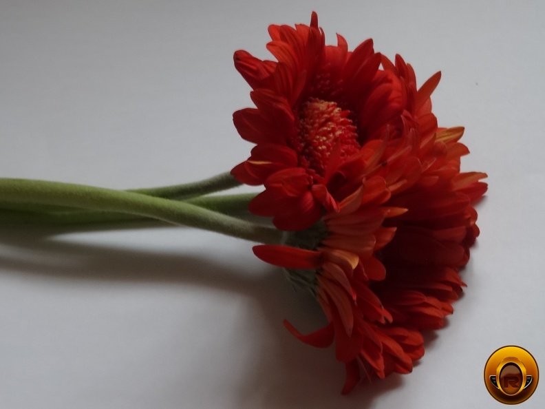 Çiçek-Resimleri-Flowers-Blumen-V170620211104-N31.JPG