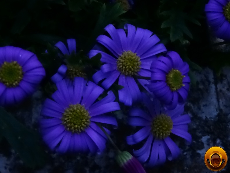 Çiçek-Resimleri-Flowers-Blumen-V170620211109-N51.JPG