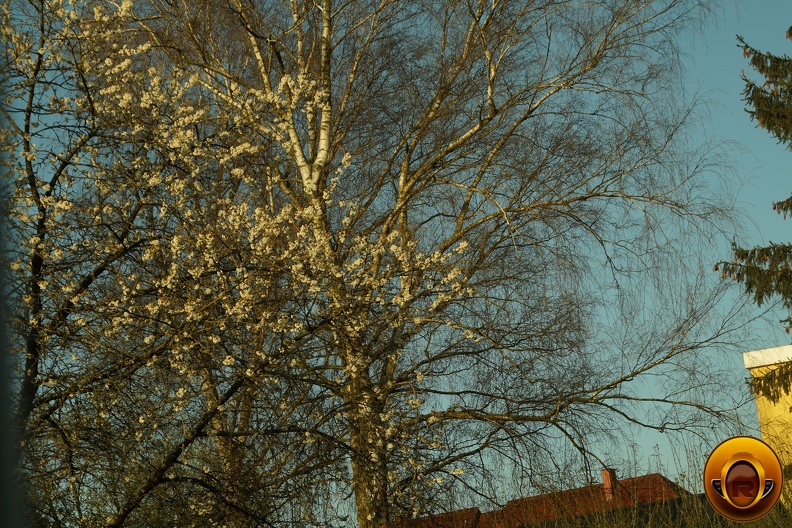 Ağaç-Resimi-V230620210254-N4.JPG