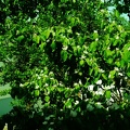 Yeşil-Yapraklar-Ağaç-Resimi-V230620210254-N4.JPG