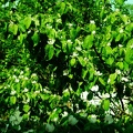 Yeşil-Yapraklar-Ağaç-Resimi-V230620210254-N7.JPG