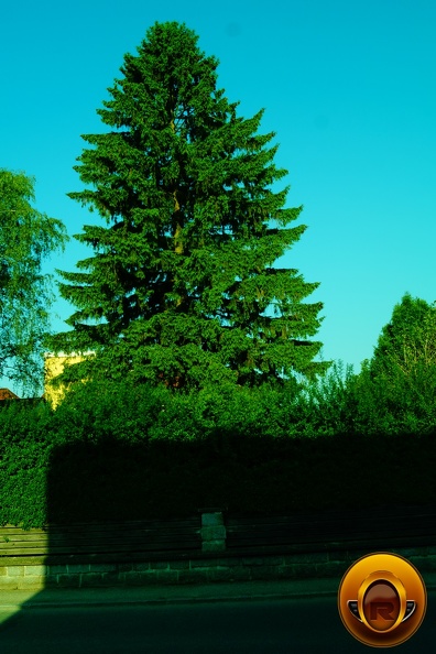 Yeşil-Yapraklar-Ağaç-Resimi-V230620210254-N41.JPG