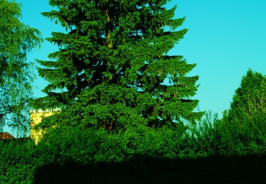 Yeşil-Yapraklar-Ağaç-Resimi-V230620210254-N42