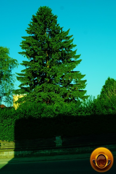 Yeşil-Yapraklar-Ağaç-Resimi-V230620210254-N42.JPG
