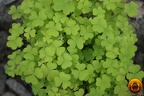 3 Yapraklı Yonca - 3 leaf clover  - 3-blättriges Kleeblatt 