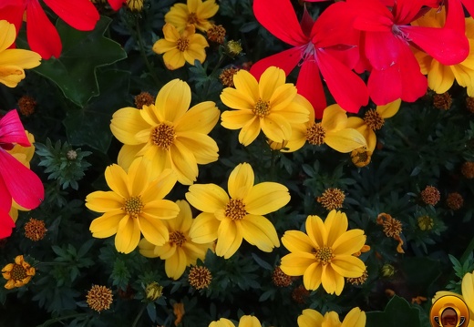 Çiçek-Resimi-Flowers-V300420221009-N111