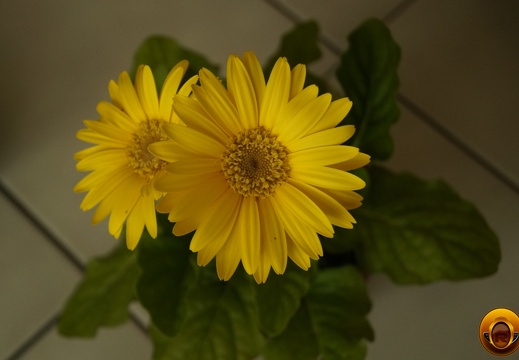 Çiçek-Resimi-Flowers-V040720221915-N1