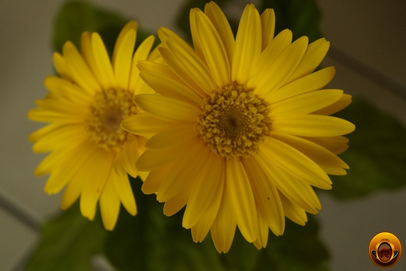 Çiçek-Resimi-Flowers-V040720221915-N4.jpg