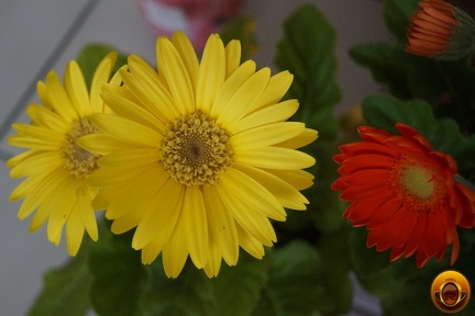 Çiçek-Resimi-Flowers-V040720221915-N28