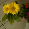 Çiçek-Resimi-Flowers-V040720221915-N33.jpg
