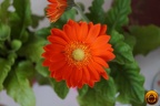 Çiçek-Resimi-Flowers-V040720221915-N131