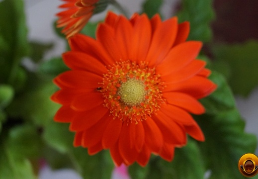 Çiçek-Resimi-Flowers-V040720221915-N135