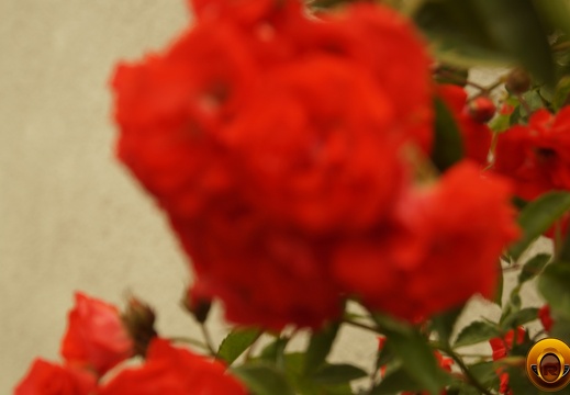 Çiçek-Resimi-Flowers-V040720221915-N287