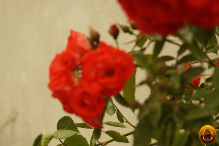 Çiçek-Resimi-Flowers-V040720221915-N286