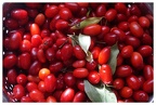 Ergen | Kırmızı Ergen Resimleri | Kızılcık Ergen Meyvası Resimleri | V120920221450