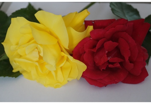 Gül ve Çiçek Resimleri 220620231500-N79