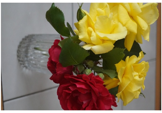 Gül ve Çiçek Resimleri 220620231500-N162
