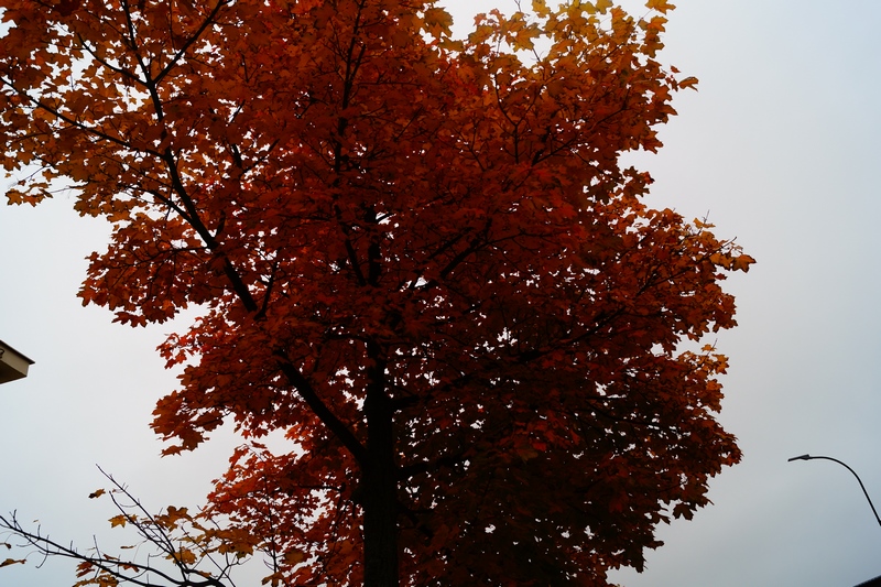 Sonbahar-Resimleri-Autumn-17102016 47